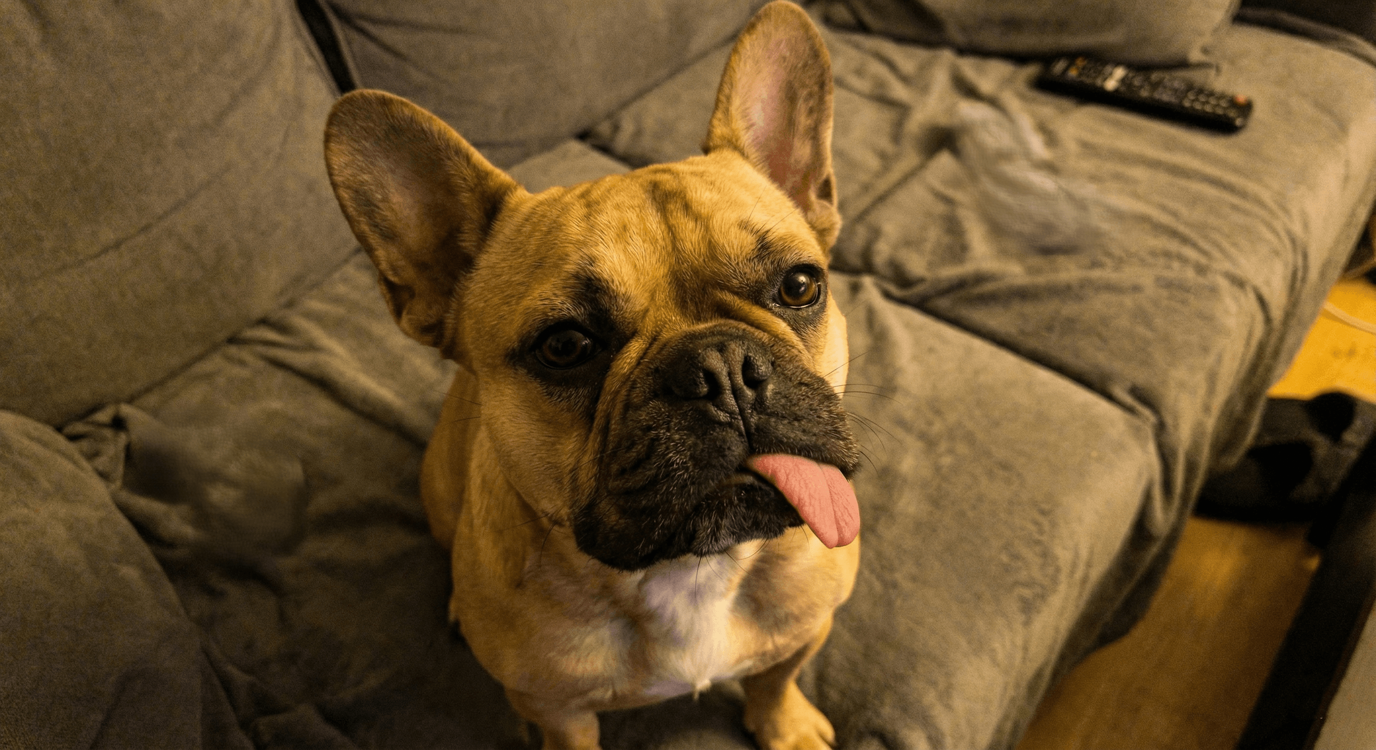 Original photo of Marc D.'s pet