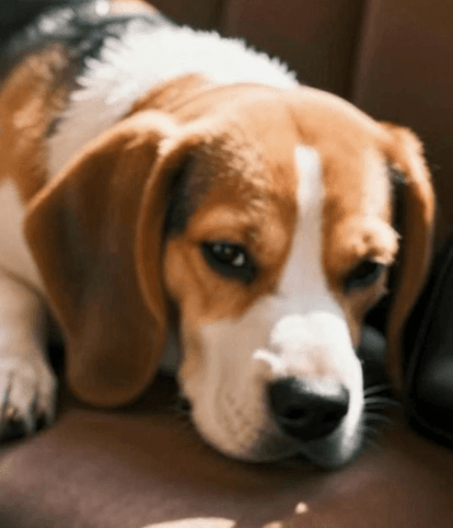 Original photo of Mila J.'s pet